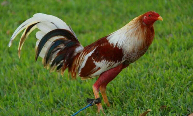 Chia sẻ cách nhận biết giống gà chọi Cuba nổi tiếng tại Việt Nam