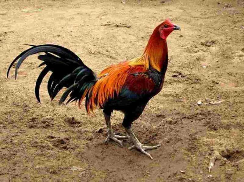 Tìm hiểu tổng quan về giống gà chọi Peru bật nhất