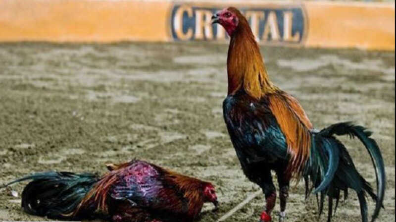 Tham khảo thao tác tiếp cận các trận đấu của gà chọi Peru tại JBO