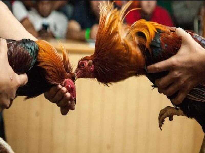 Tham khảo các bước tham gia giải đấu giữa hai chú gà Shamo tại JBO